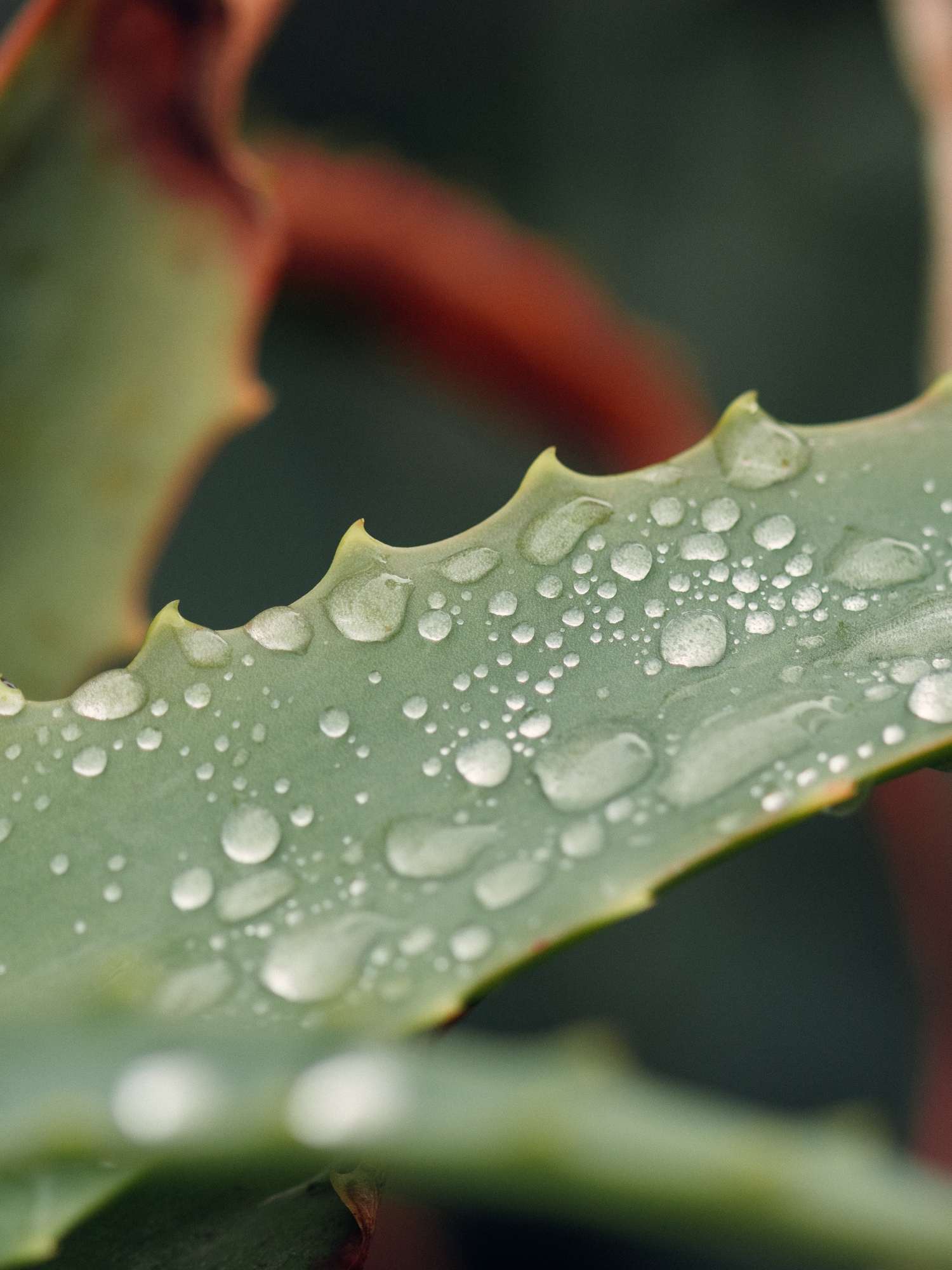 Moisturizing Collection